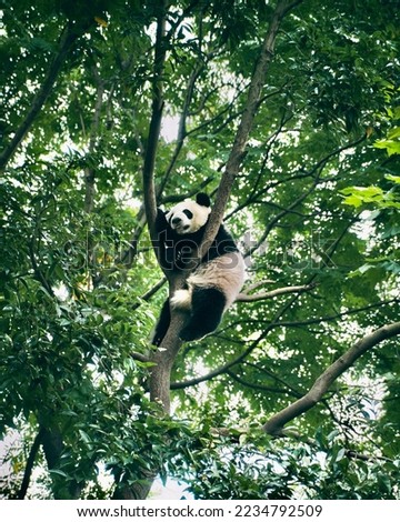 Giant panda playing on a branch. A baby giant panda bear plays in a tree in Chengdu, China.