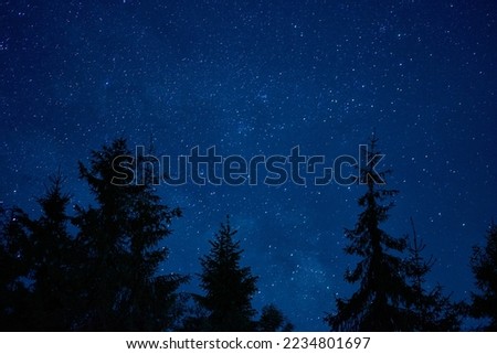 Starry sky with black Christmas trees in the foreground. Horizontal photo. Can be used as a background. Empty space in the photo.