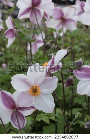Anemone rupicola Dainty Swan Perennials Royalty-Free Stock Photo #2234802097