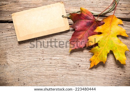 Autumn or fall sale tag with maple leaves
