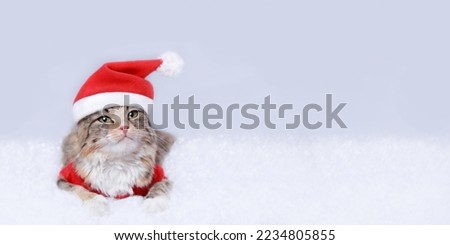 Kitten rests on white snow. Cat 
in Santa costume looks at the camera. Kitten on a white background. Merry Christmas. Web banner. Cat in a xmas red hat. Holiday background. Empty space for text. 2024