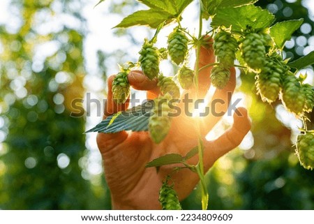 Farmer inspected ripe hop cones for making beer and bread closeup, bokeh background. Hops field in Bavaria Germany. Royalty-Free Stock Photo #2234809609
