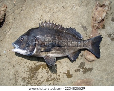 Saltwater fishing target, big old aged “Black sea bream ( Kurodai, Chinu )” pictured on a rock shore bed.