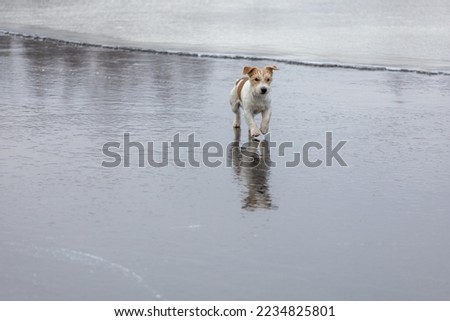 Dog breed Jack Russell Terrier on the ice of a frozen lake. Ice with skate marks. Royalty-Free Stock Photo #2234825801
