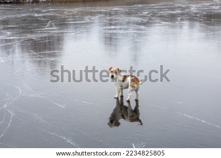 Dog breed Jack Russell Terrier on the ice of a frozen lake. Ice with skate marks. Royalty-Free Stock Photo #2234825805