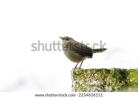 Close up of a very small House Wren (Troglodytes aedon) perched on a fence post with a white background Royalty-Free Stock Photo #2234836151