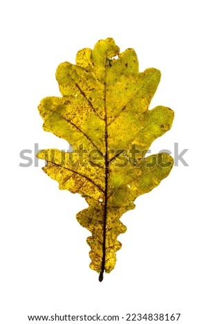 High Key Image of decaying autumn leaves on a white background
