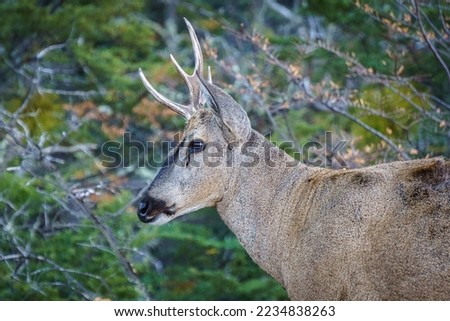 Endangered Huemul deer (also South Andean deer, Hippocamelus bisulcus) in Parque nacional Patagonia near Cochrane, Chile, Patagonia.