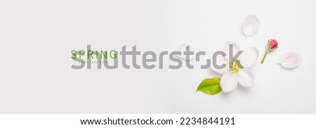 Beautiful delicate fresh spring flowers, buds, green leaves of apple tree on white background top view. Spring background flat lay. Springtime nature concept. Bloom, inflorescence, flowering