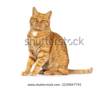 Cool male ginger senior house cat, sitting up side ways. Looking straight to camera. Isolated on a white background. Royalty-Free Stock Photo #2234847745