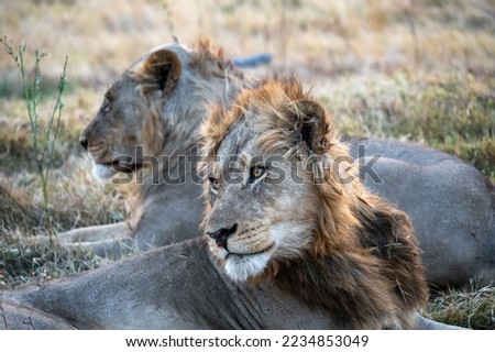 View of two male lions in the Okavango Delta in Botswana