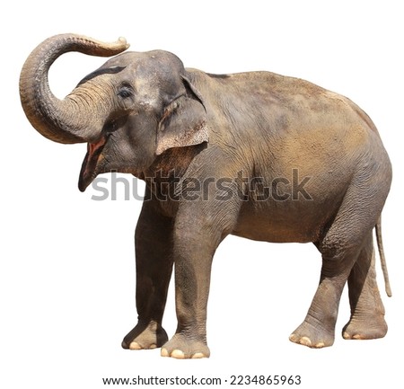 Happy elephant isolated on the white background Royalty-Free Stock Photo #2234865963
