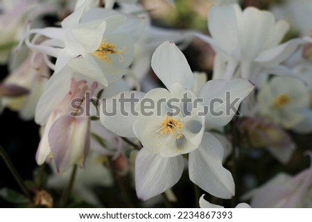 Aquilegia Silver Queen Perennials and Plants Royalty-Free Stock Photo #2234867393