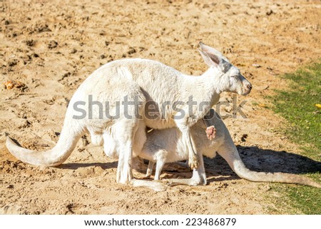 White kangaroo feeding her baby