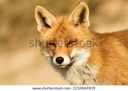Red Fox Face Close Up in A Sandy Colored Background