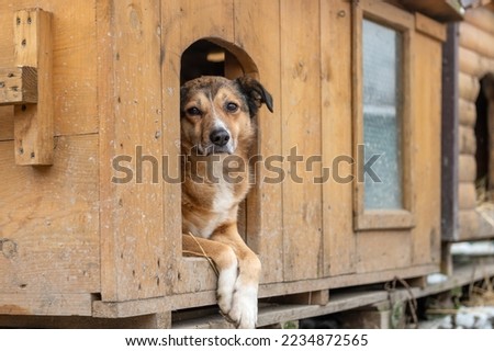 Dog at the shelter. Lonely dog in cage. Portrait of homeless dog in animal shelter cage. Kennel dogs locked Royalty-Free Stock Photo #2234872565