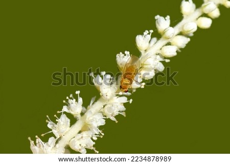 Close up very small fly Chyromya spec, family Chyromyidae on tiny, white flowers of Goatsbeard (Aruncus dioicus). Rose family (Rosaceae). June, Dutch garden.                               