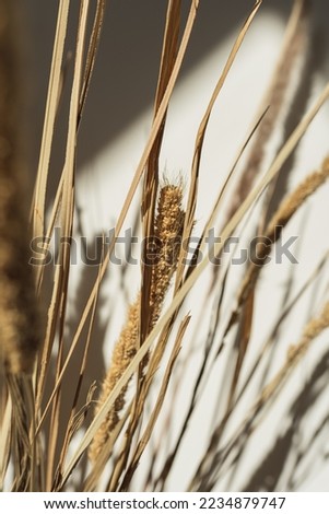 Aesthetic flower composition. Dried fluffy pampas grass stalks with sunlight shadows reflections. Sun light shades background