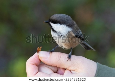 A small Siberian tit standing on a hand and eating a raisin. Shot in Urho Kekkonen National Park, Northern Finland. Royalty-Free Stock Photo #2234881523