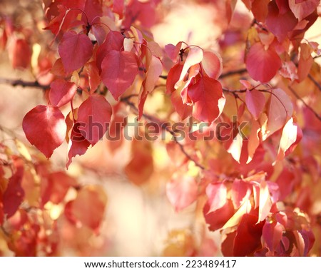 Beautiful autumn landscape in forest, red leaves in the light of the sun, nature background