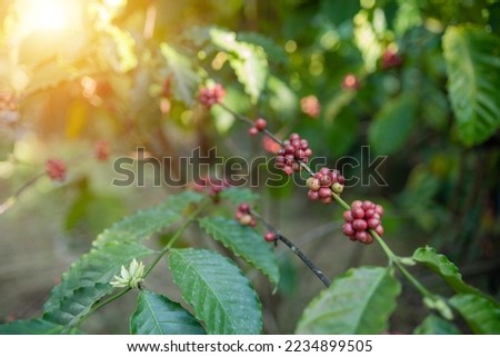 Berry robusta coffee tree in the garden at Mekong river side Nong Khai Province Thailand.