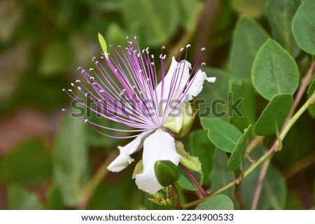 bloom of caper bush, also called Flinders rose,Sardinia Italy Royalty-Free Stock Photo #2234900533