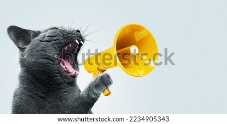 Funny grey cat screams with a yellow loudspeaker on a blue background, creative idea. Fun pet kitten speaks into a megaphone. Management and advertising, concept Royalty-Free Stock Photo #2234905343