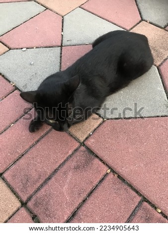 Black cat is sitting on the footpath