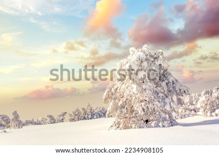Winterlandscape in Black Forest, Germany 