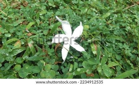 beautiful white pinwheel flower. It has fallen on Grona triflora grass with dew drops. Tabernaemontana divaricata flower on the grass