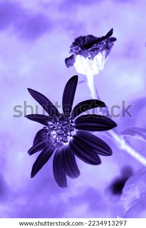 Abstract flower of Jerusalem artichoke in black color on a purple background.