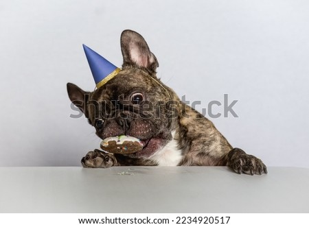 French Bulldog sitting with his paw at the table wearing a blue party hat stealing the birthday donut from the table on a white background. 