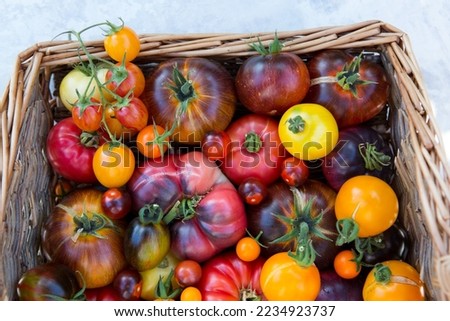 Basket full of freshly harvested heirloom and heritage tomatoes from the garden allotment. Multicoloured, red, green, black, purple, orange and yellow tomatoes ready to eat Royalty-Free Stock Photo #2234923737