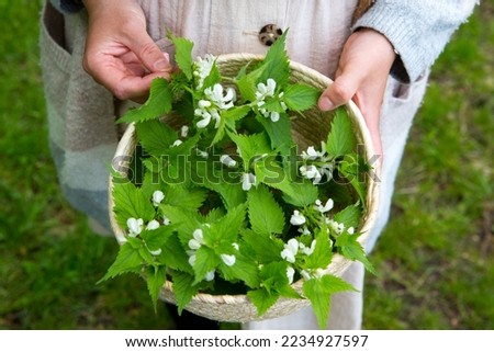 Foraging for Lamium album, commonly called white nettle or white dead-nettle, in local forest to make nettle soup and tea with. sustainably eating free wild food and weeds for vegan and vegertian diet Royalty-Free Stock Photo #2234927597