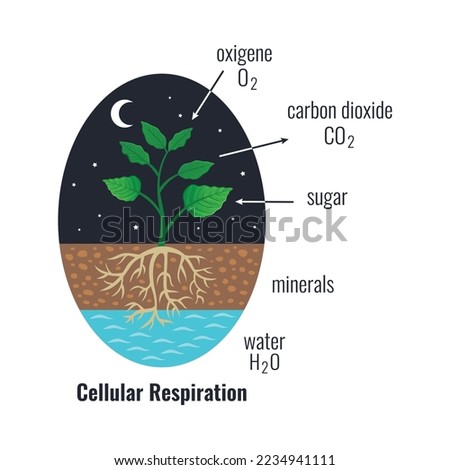 Biological process photosynthesis composition with light energy conversion calvin cycle plants cellular respiration vector illustration