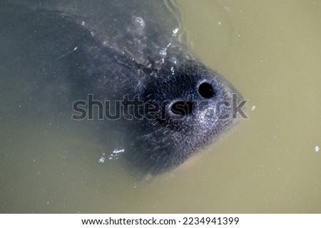 Closeup of Florida manatee nares (nose)