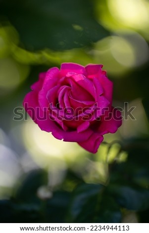 pink red rose close up of beautiful  flower in rose in garden with bokeh from sunlight and green foliage and leaves in background vertical format love romance valentines backdrop or background 
