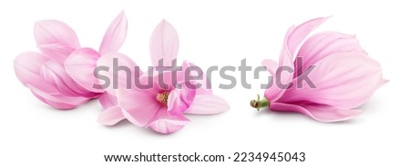 Pink magnolia flower isolated on white background with full depth of field Royalty-Free Stock Photo #2234945043