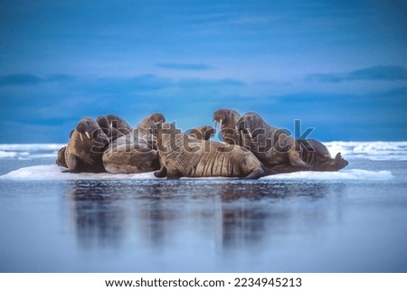 Group of walrus on ice floe in Canadian Arctic