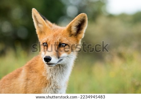 Young Red Fox in A Green Soft Background