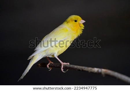 Yellow domestic canary bird (Serinus canaria forma domestica) perched on a branch, dark background Royalty-Free Stock Photo #2234947775