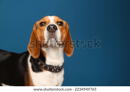 Adorable Beagle dog in stylish collar on dark blue background. Space for text