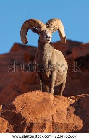 Desert Bighorn Sheep Ram in Nevada Royalty-Free Stock Photo #2234952667