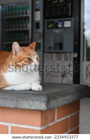 Orange cat resting on a bar counter, sleepy