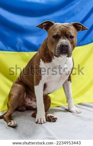 Male American Staffordshire Terrier with uncropped ears sits on the background of the Ukrainian flag. Serious, concentrated amstaff of brindle color with white patches. Dog portrait, photo