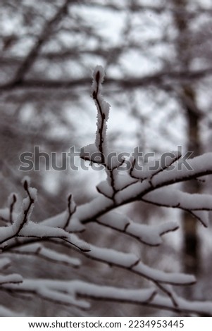 A branch on a tree under layer of snow. Falling snow, snowy landscape, macro photography. Winter photo, wallpaper