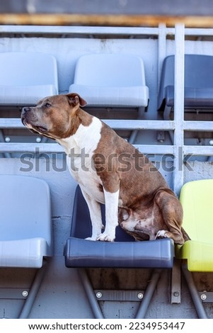 Brindle American Staffordshire Terrier sits in the tribune. Amstaff cheerleader. Zoo photo portrait