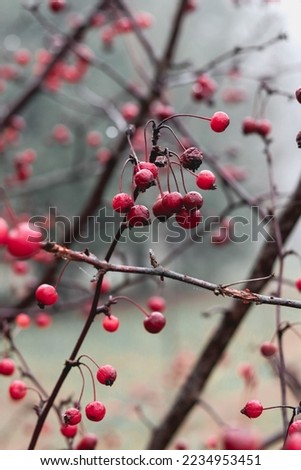 Red berries, apples with water drops on branch. Wet weather, autumn landscape, macro photography. Autumn photo, wallpapers