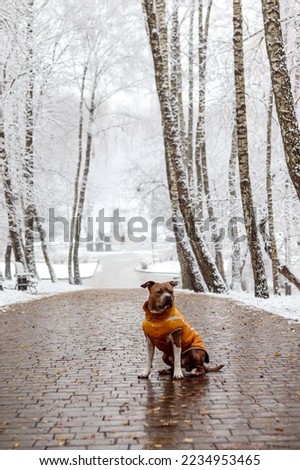 Brindle American Staffordshire Terrier sits in a yellow vest on the alley. Amstaff in a snowy landscape. Winter photo portrait