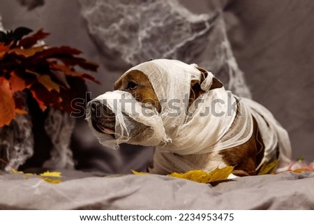 American Staffordshire Terrier in the form of a mummy. Amstaff against the backdrop of a Halloween entourage with cobwebs and autumn foliage. Autumn photo portrait